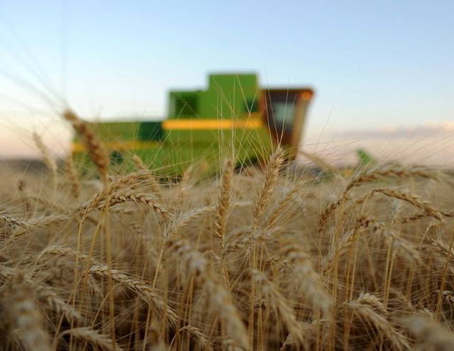 Produção de cereais deve bater recorde em 2014, diz FAO