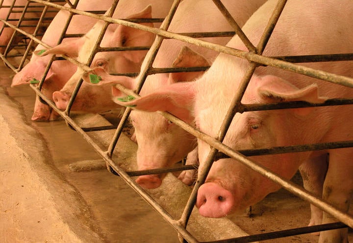 Preços da carne suína melhoram relação de troca