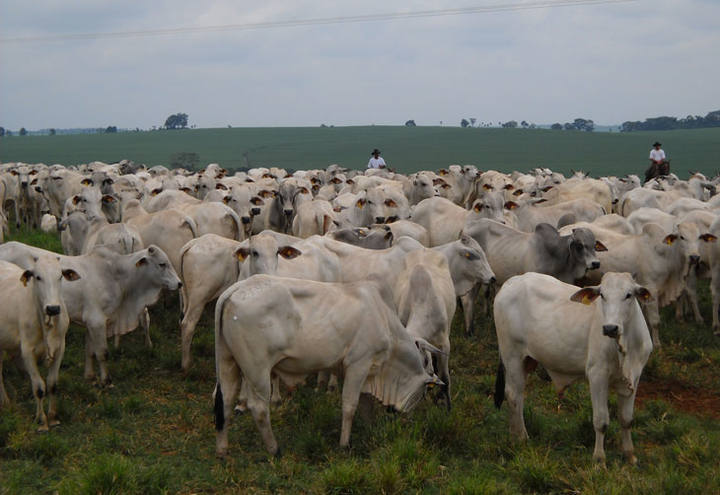 Receita com exportação de carne bovina é recorde em agosto