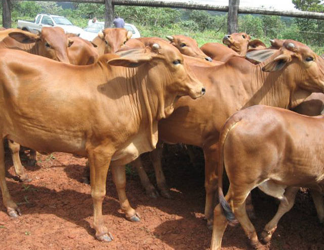 Destaque no Nordeste, criação de gado da raça sindi deve crescer em todo o país