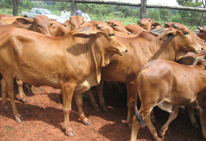 Destaque no Nordeste, criação de gado da raça sindi deve crescer em todo o país