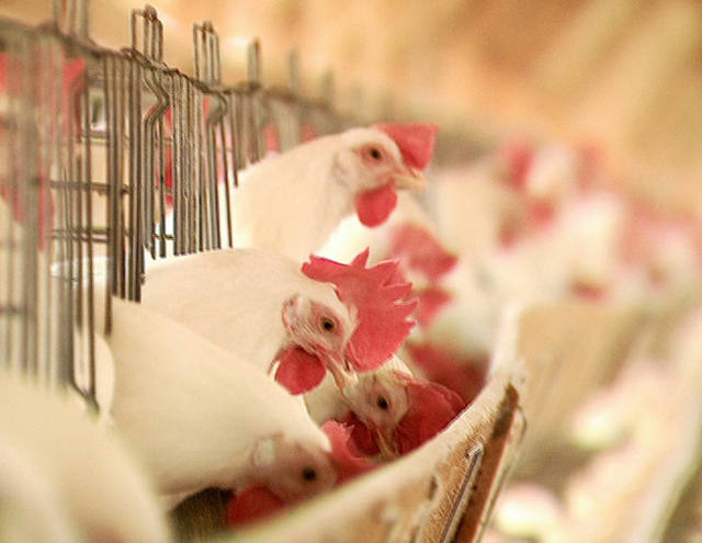 Preço da carcaça do frango cai no atacado