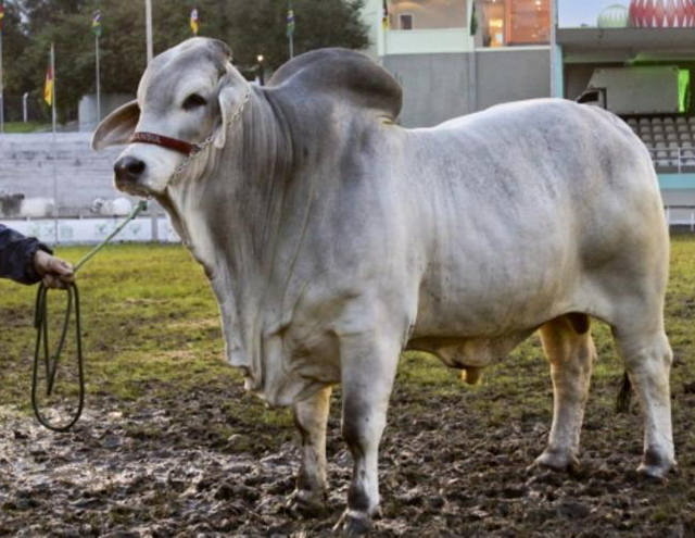 Há menos de duas décadas no Brasil, raça Brahman cresce em rebanho