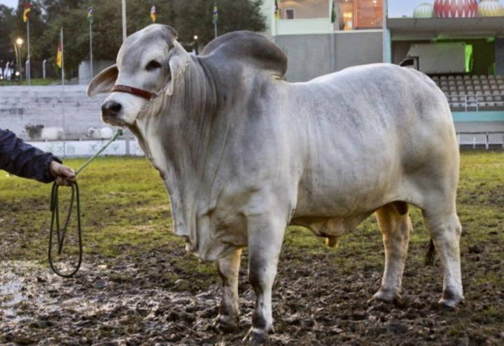 Há menos de duas décadas no Brasil, raça Brahman cresce em rebanho