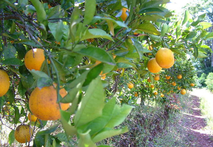 Temperatura alta diminui multiplicação da bactéria do HLB na laranja