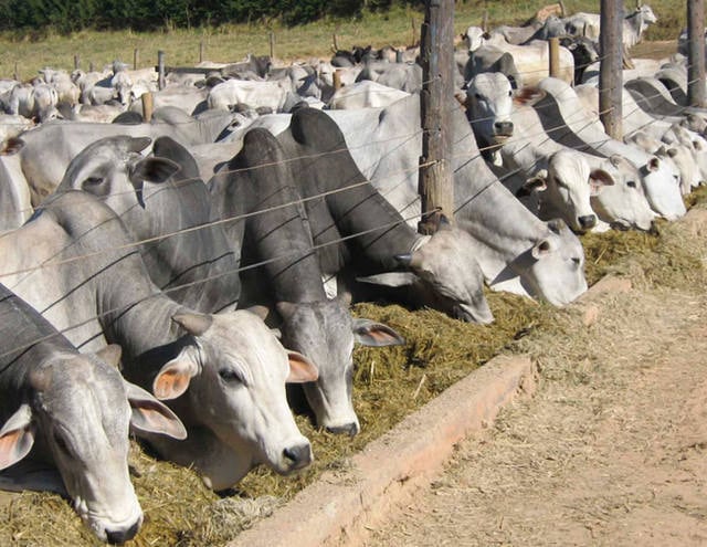 Gado confinado em GO deve crescer entre 7% e 13% em 2015, diz Faeg