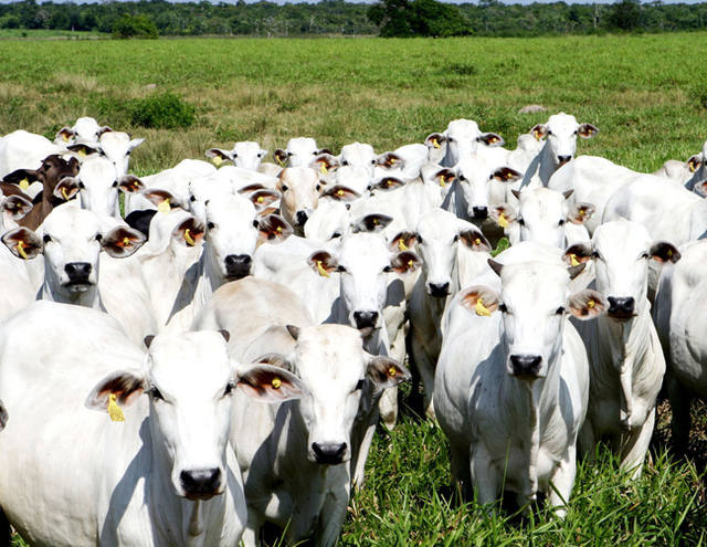 Egito ganha importância como destino de carne bovina de MT