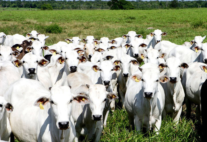 Arroba do boi gordo tem alta de 9,4% no Pará