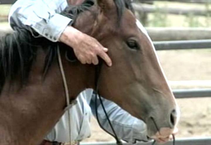 Hipismo olímpico será no Brasil, dizem cavaleiros