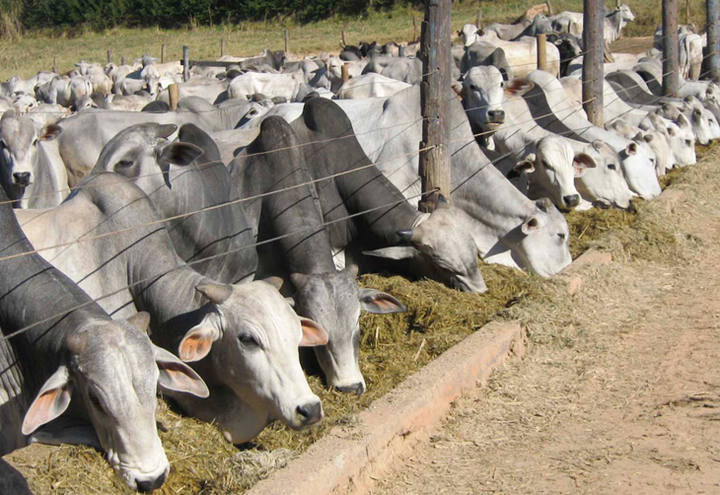 Sistema de integração triplica produção de arrobas por hectare