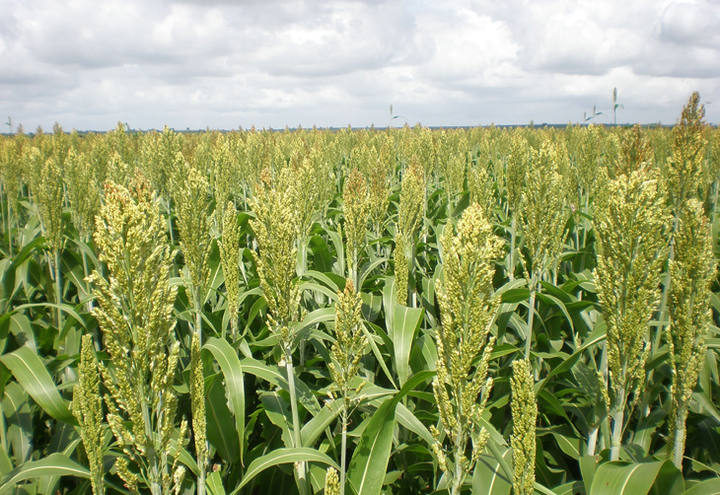 Ceres e Raízen produzirão etanol de sorgo sacarino