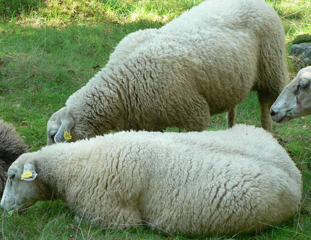 Ovinos: Manejo intensificado garante maior lucro