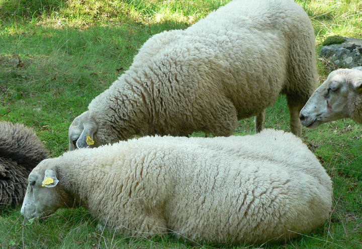 Ovinos: Manejo intensificado garante maior lucro