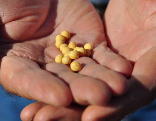 Câmbio sinaliza preço atrativo para soja em 2016