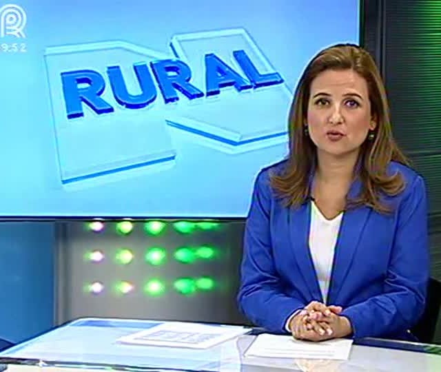 Vaca braford do RS dá a luz a quatro bezerros