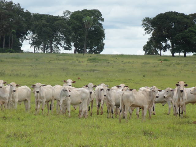 Fonte: Canal Rural