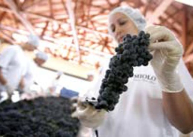 Suco de uva é mais nutritivo e benéfico do que o vinho