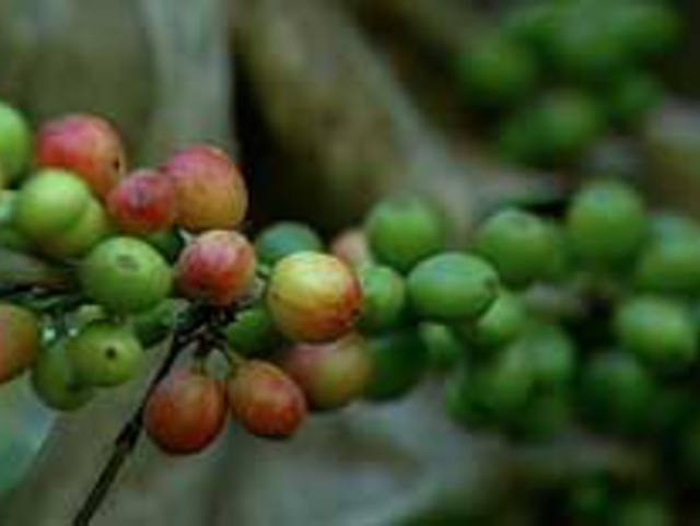Fábrica de cápsulas da Nestlé em Minas Gerais vai valorizar grão brasileiro de qualidade