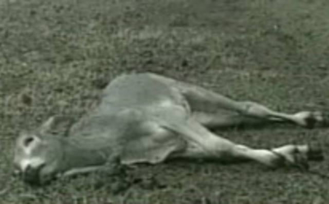 Grupo estudará propostas para regulamentar coleta de animais mortos