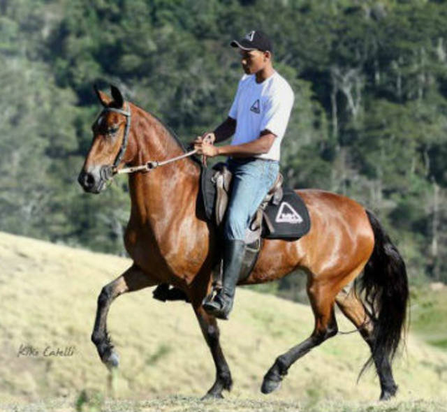 C2Rural transmite Leilão Premium Nacional 2014