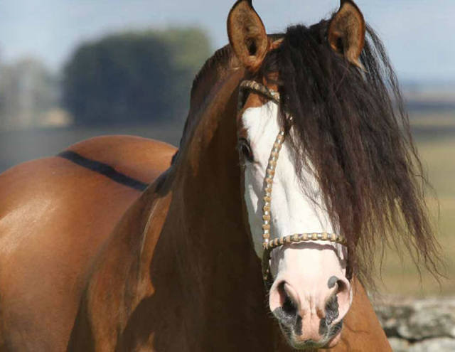 Leilão Niazzi Cavalos Crioulos oferta uma seleção de 45 animais da raça