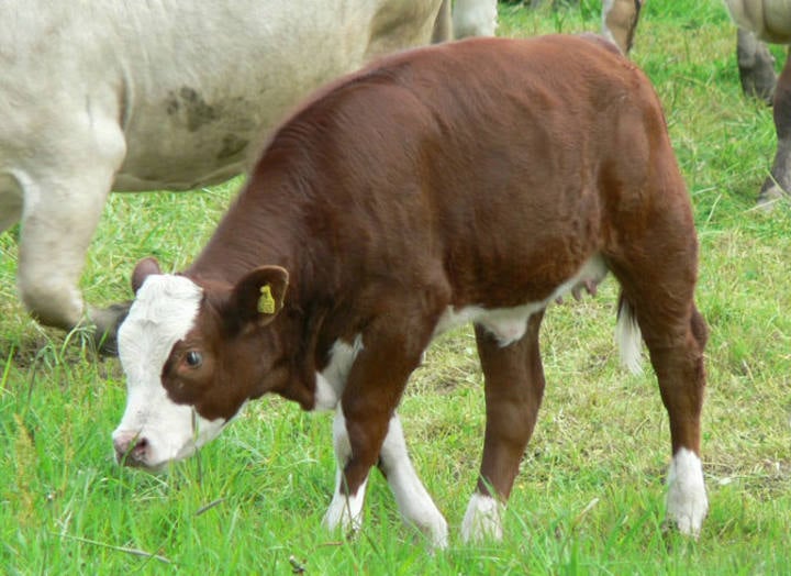 Leilão Certificado N°4 tem transmissão ao vivo do C2Rural