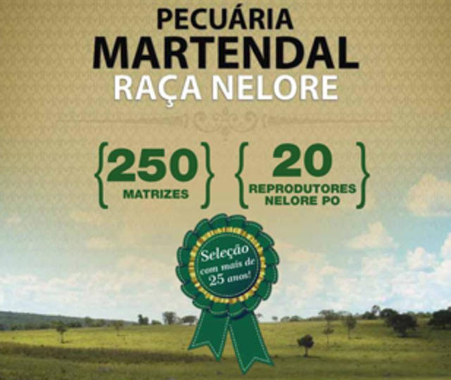 9º Leilão Virtual Martendal Raça Nelore oferta 250 matrizes e 20 reprodutores nelore