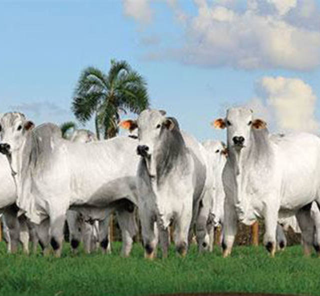 2° Leilão Reprodutores Agropecuária Helder Galera tem transmissão do C2Rural