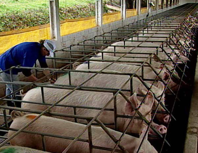 Se Código Florestal for aprovado sem alterações, 65% das granjas serão consideradas irregulares, diz ABCS