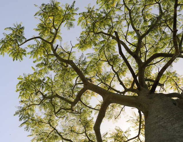Às vésperas da votação do novo Código Florestal, licenciamento ambiental avança no Triângulo Mineiro