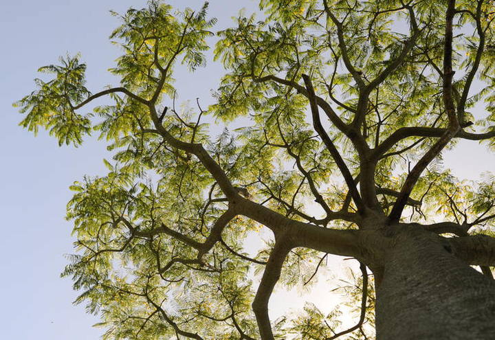 Às vésperas da votação do novo Código Florestal, licenciamento ambiental avança no Triângulo Mineiro