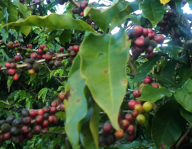 Exigências do novo Código Florestal são tema de debate na FeniCafé, em Minas Gerais