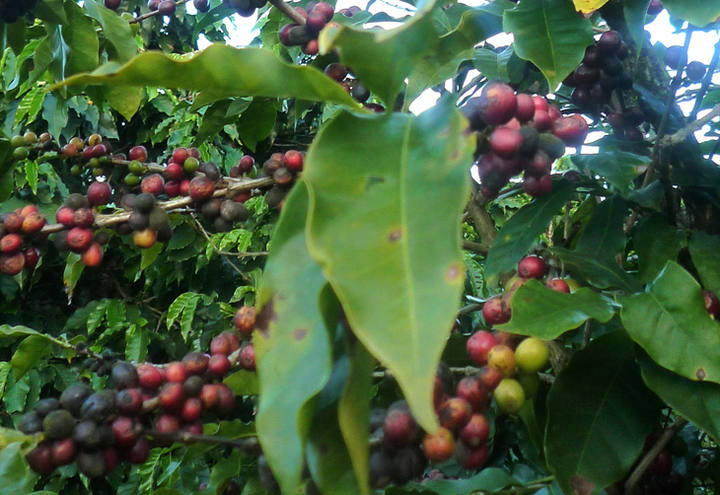 Exigências do novo Código Florestal são tema de debate na FeniCafé, em Minas Gerais