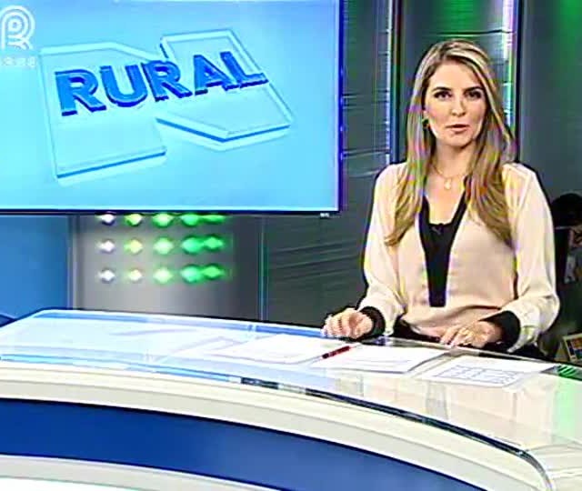 Preço ao produtor de suínos aumenta 10%