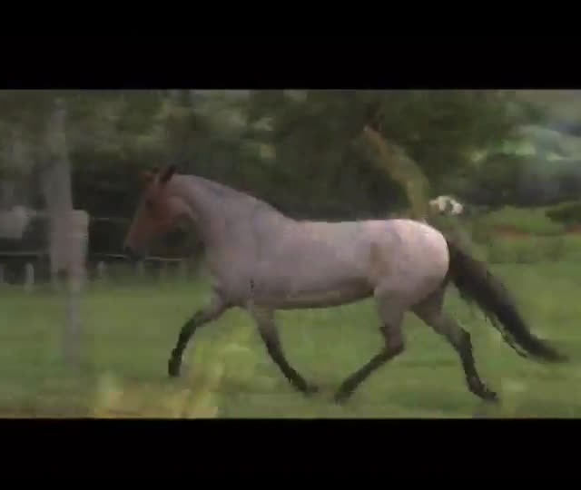 Confira documentário O Cavalo do Mundo