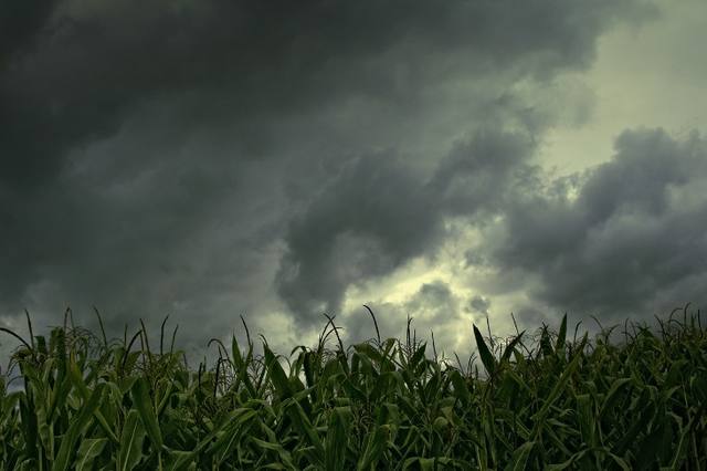 Chuva do fim semana pode paralisar perdas nas lavouras