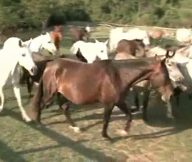 Mangalarga Marchador TV mostra os destaques da Terceira Copa de Marcha do Haras Nova Tradição - Parte 1