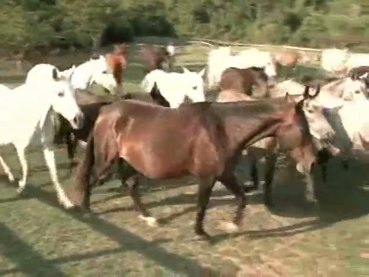 Mangalarga Marchador TV mostra os destaques da Terceira Copa de Marcha do Haras Nova Tradição - Parte 1