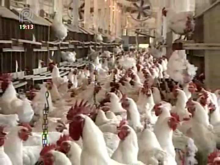 Preços do frango atingem em dezembro maior patamar do ano, aponta Cepea