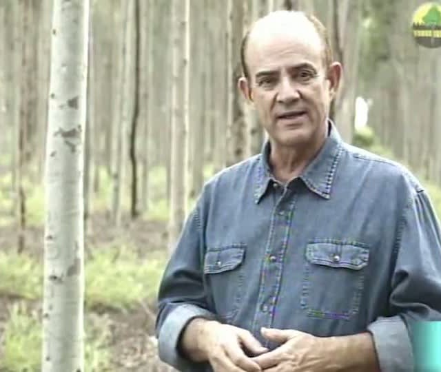 Três Lagoas, a capital da celulose, é destaque do Painel Florestal