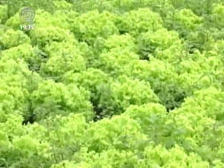 Produtores do interior de SP têm prejuízos nas lavouras de verduras devido ao calor excessivo