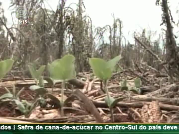 Pesquisador da Embrapa Soja de Londrina (PR) fala sobre plantas daninhas na soja