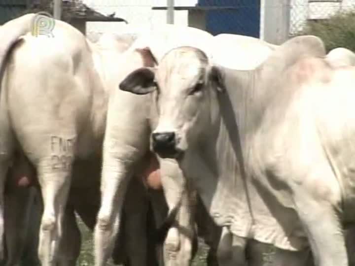 Autoridades russas impõem condições para o fim do embargo das carnes