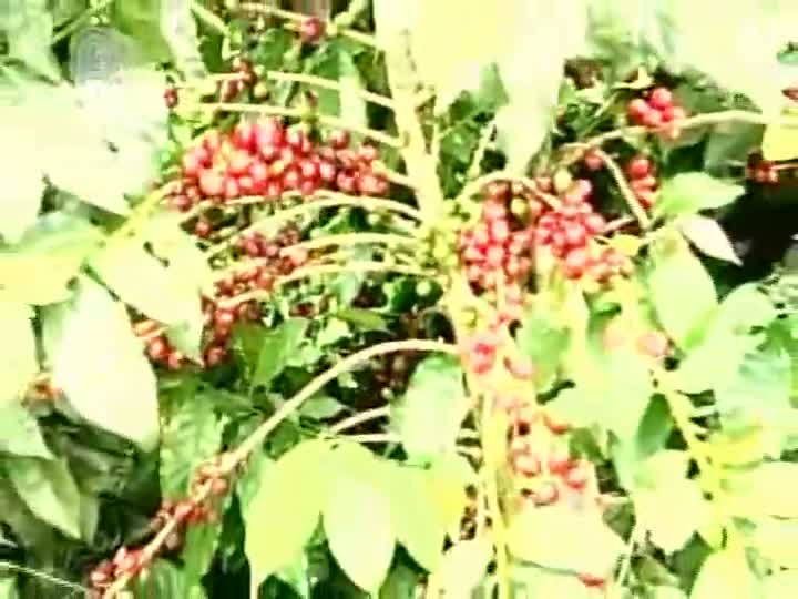 Com expectativa de lucros maiores, cafeicultores seguram venda do produto