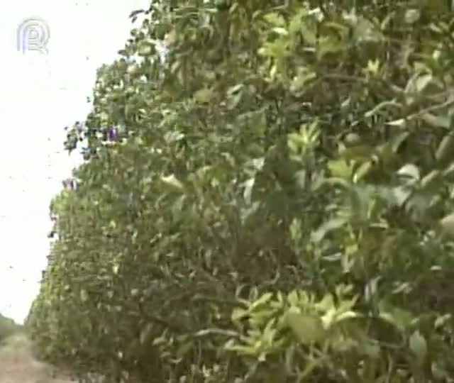 Governo do Pará aposta na citricultura e apoia a criação da primeira fábrica de suco de laranja no Estado
