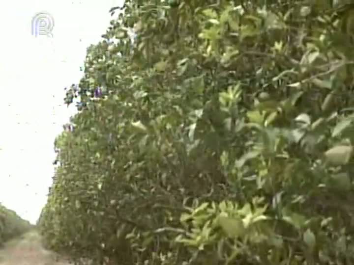 Governo do Pará aposta na citricultura e apoia a criação da primeira fábrica de suco de laranja no Estado