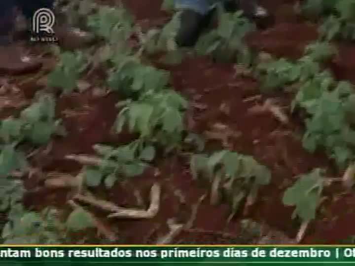 Presidente do Sindicato Rural de Maringá (PR) fala da falta de chuvas na região