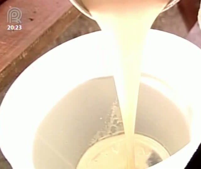 A importância da colostragem para o saúde dos bezerros