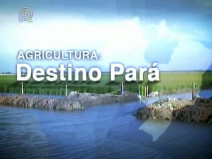 Solo fértil e clima favorável beneficiam cultivo de arroz na Ilha de Marajó (PA)