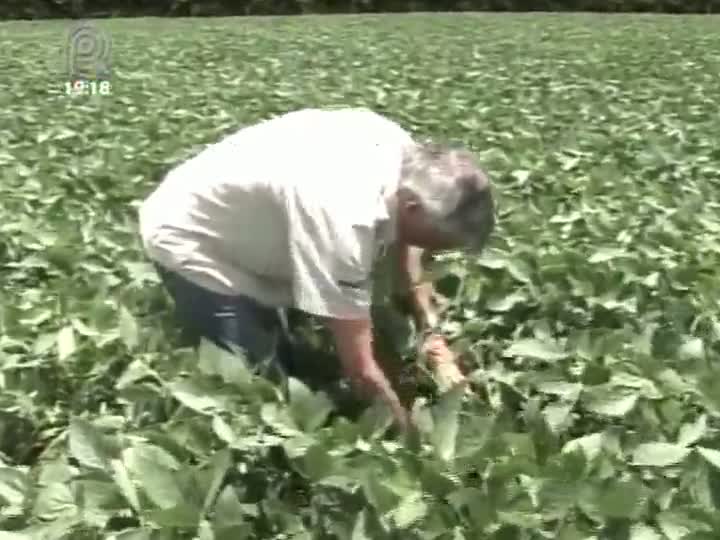 Cuidados com a lavoura fazem a diferença na classificação para compra de soja e milho